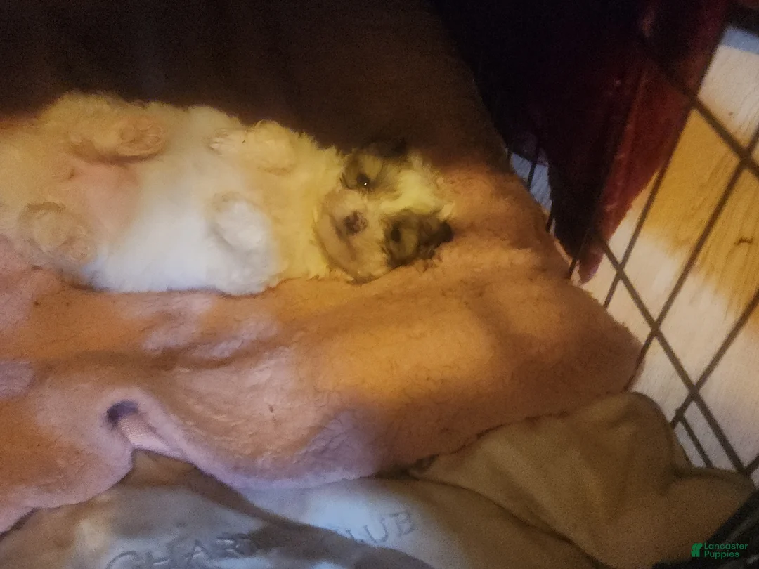 Pomapoo dogs for sale: Pomapoo 2 - Ad 2
