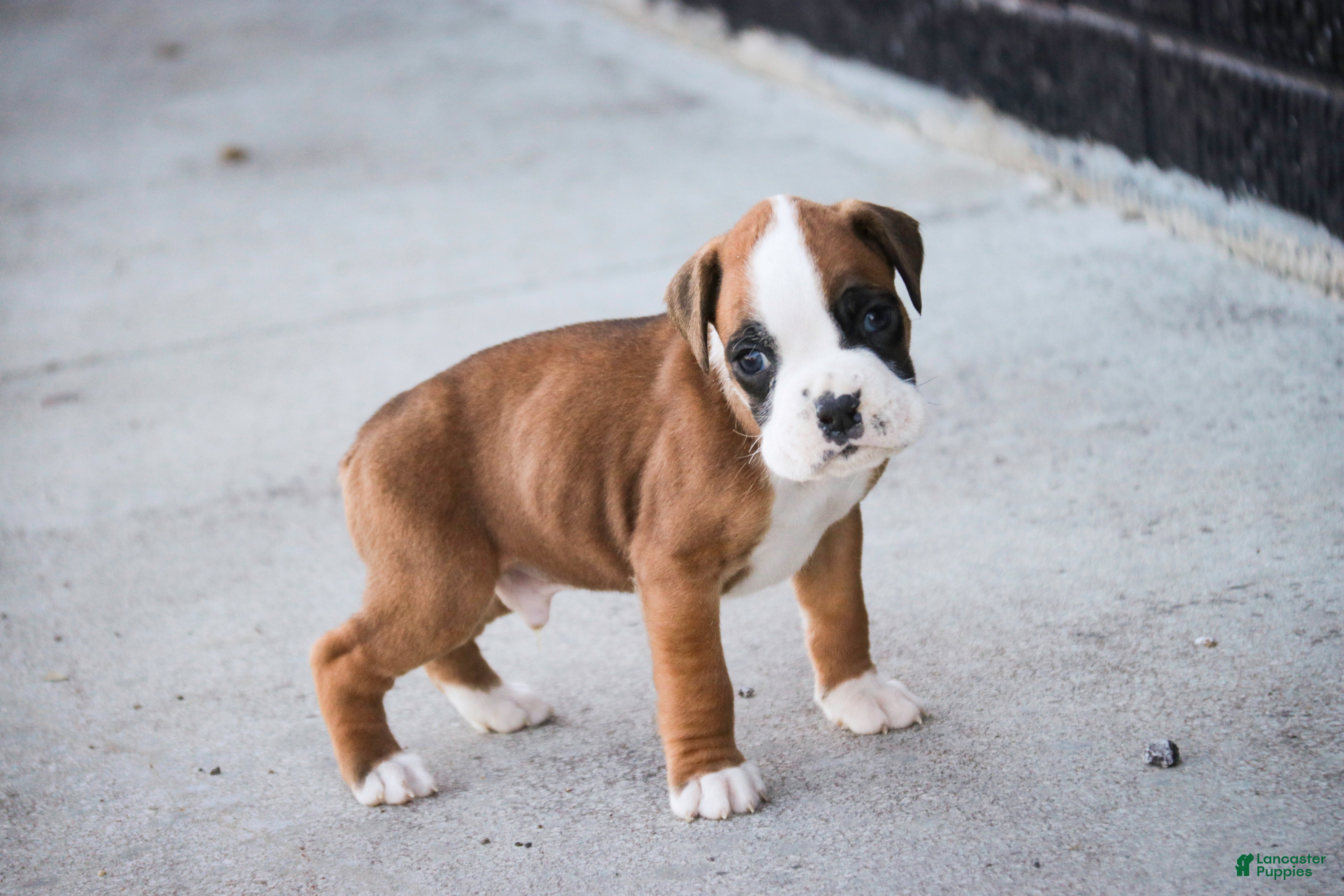 Boxer dogs Gus - Ad 1