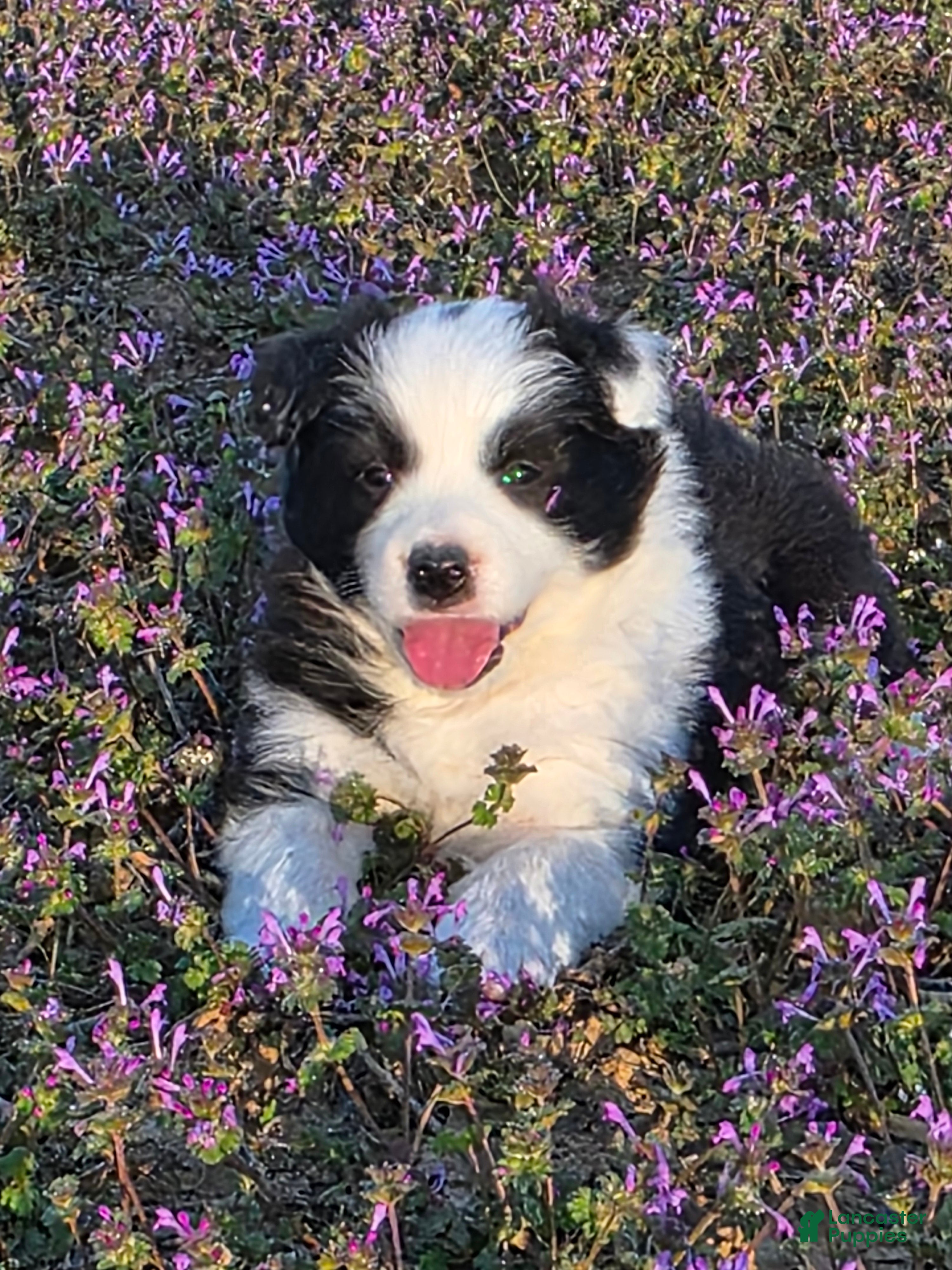 Border Collie dogs Border Collie Puppy 2 - Ad 2