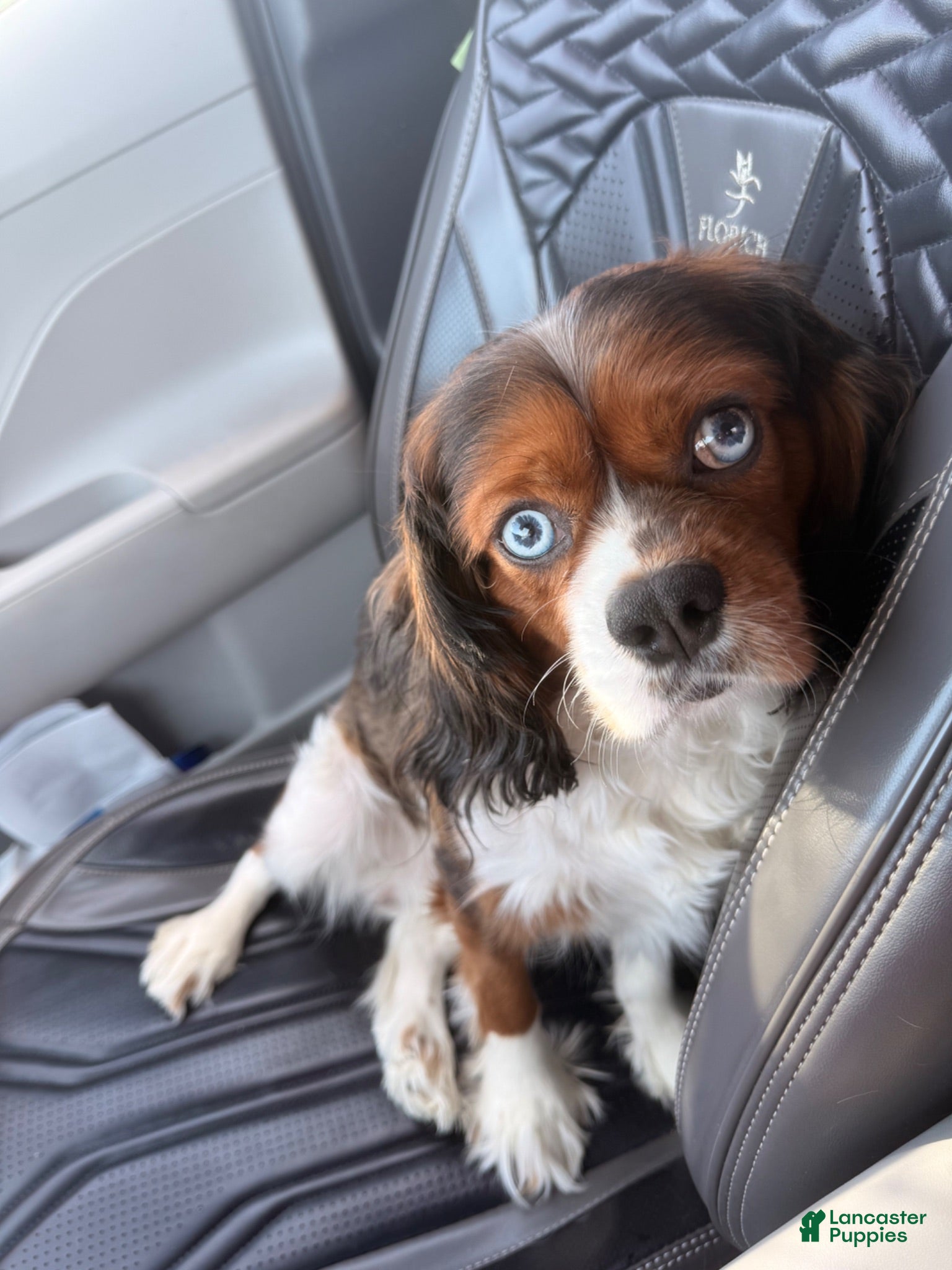 Cavalier King Charles Spaniel dogs Cavalier King Charles Spaniel 1 - Ad 20