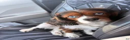 Cavalier King Charles Spaniel dogs for sale: Cavalier King Charles Spaniel 1 - Ad 1