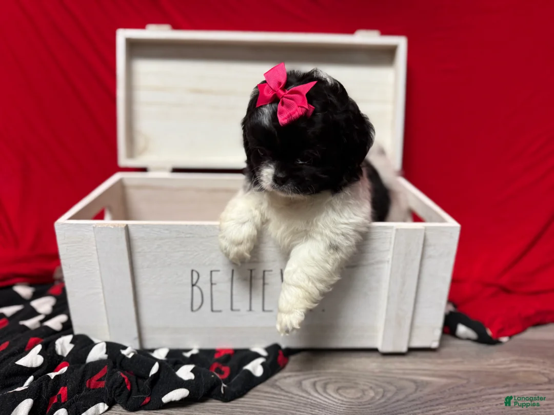 Shihpoo dogs for sale: Glinda  - Ad 16