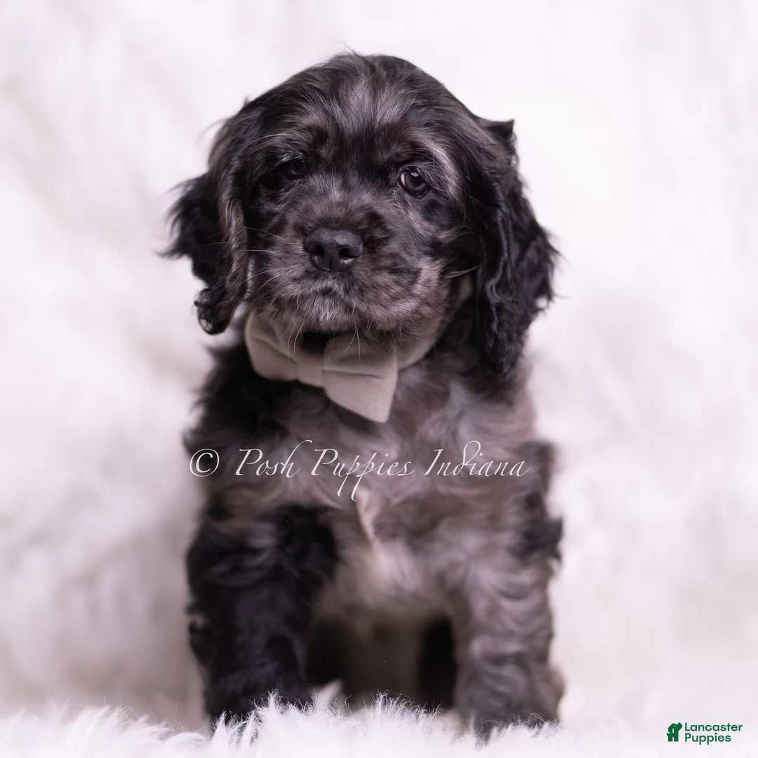 Cocker Spaniel dogs for sale: Picasso - Ad 2