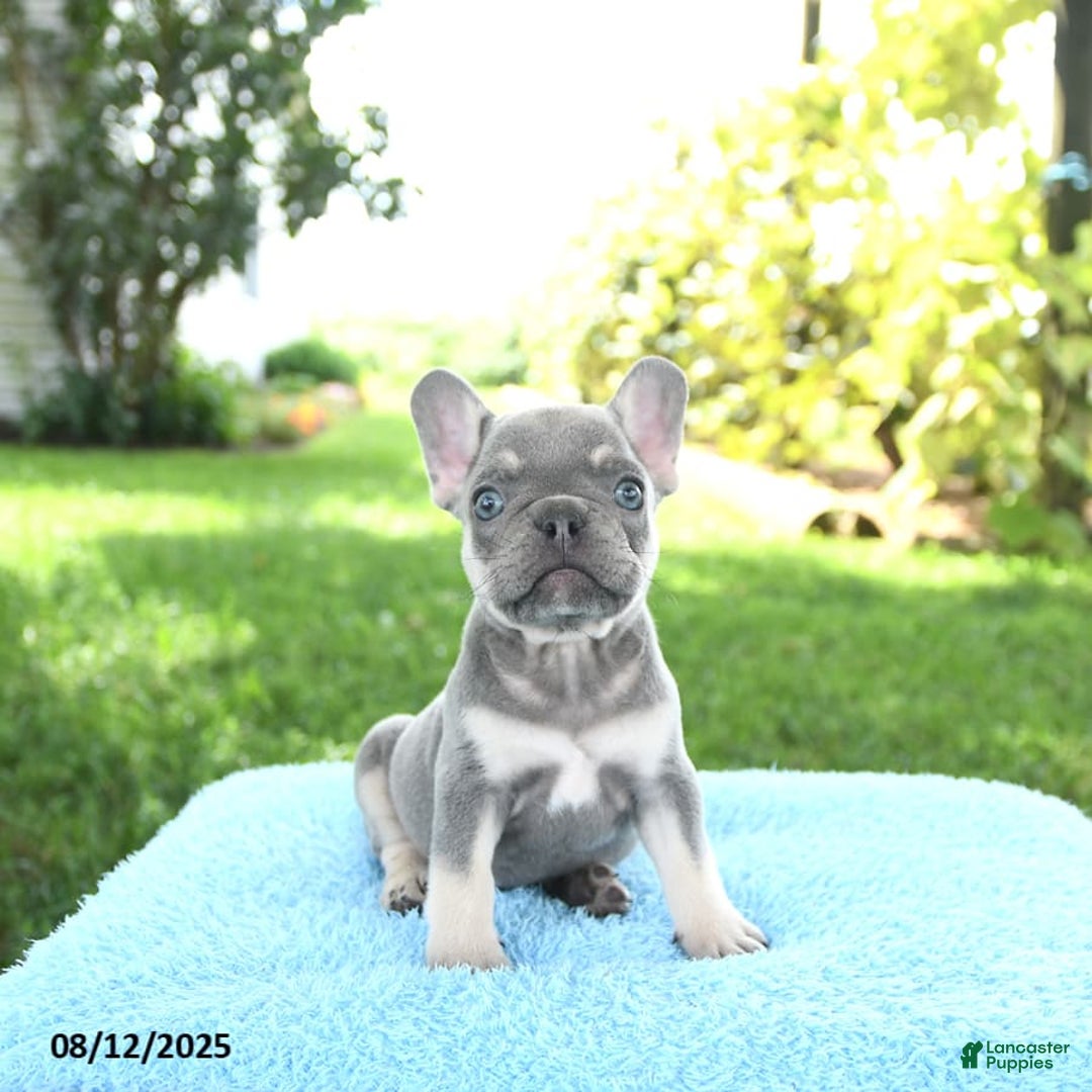 Frenchie Puppy Cute Blue French Bulldog Cream French Bulldog Male