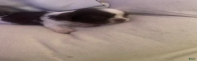 Shih Tzu 6