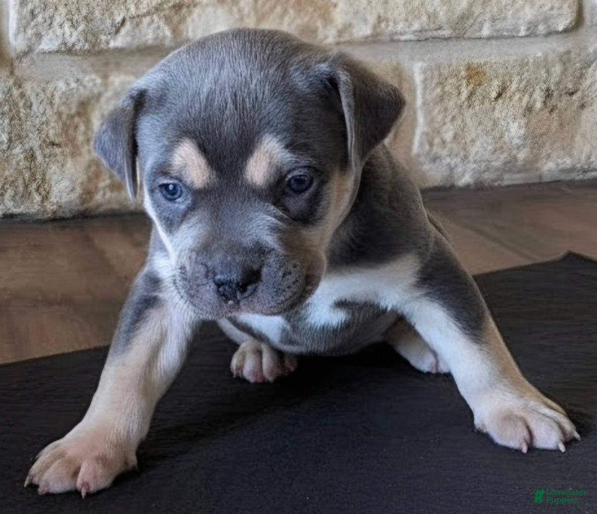 American Bully dogs Boulder - Ad 1