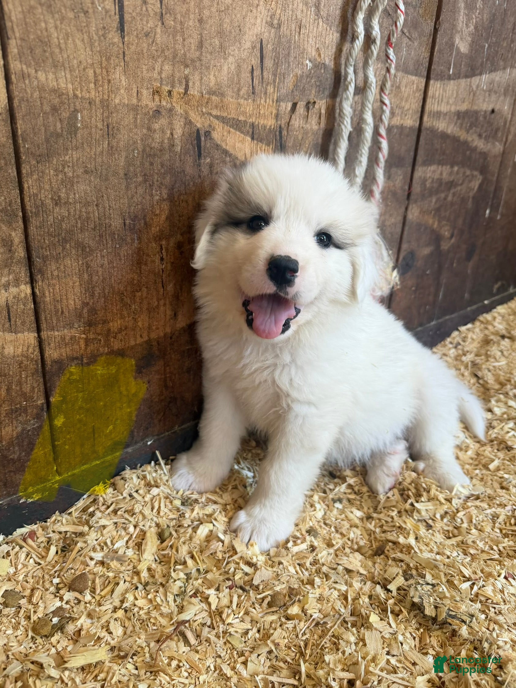 Great Pyrenees dogs Yellow - Ad 8