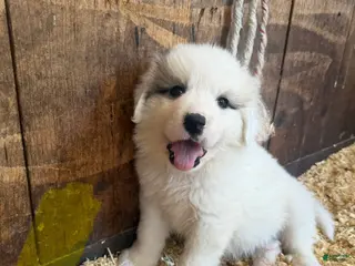 Great Pyrenees dogs Yellow - Ad 8