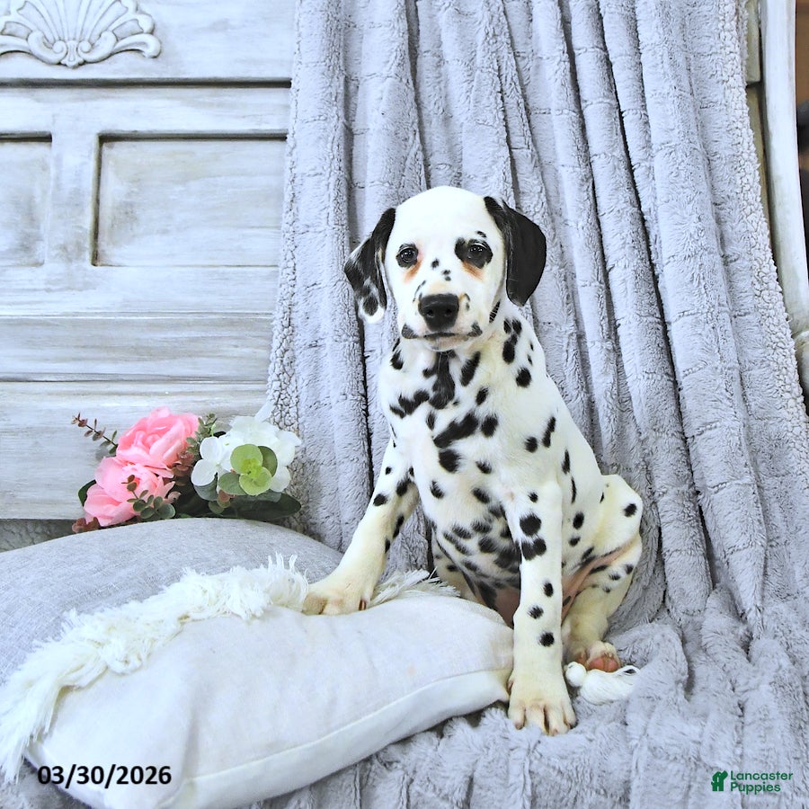 Dalmatian dogs Sage - Ad 2