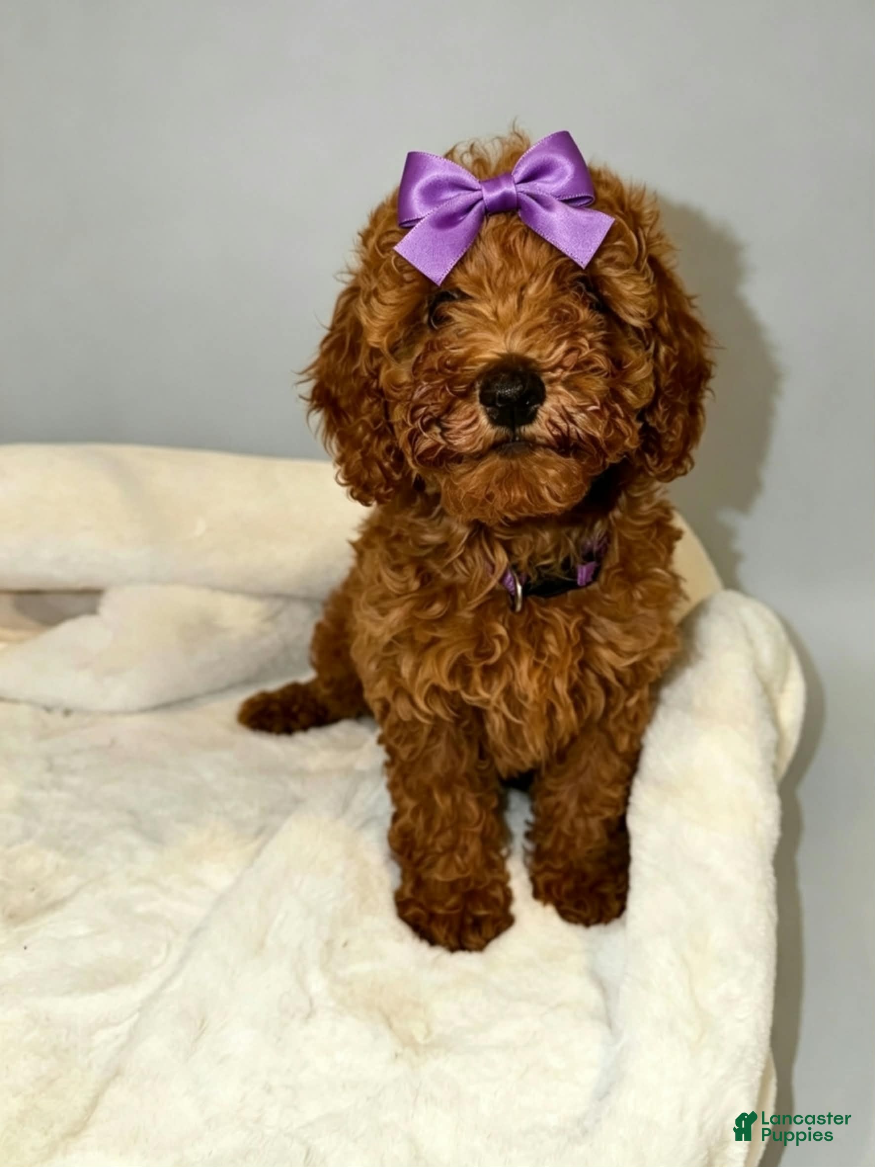 Toy Poodle dogs 🐶🐾Sophie- AKC POTTY and Crate TRAINING - Ad 1