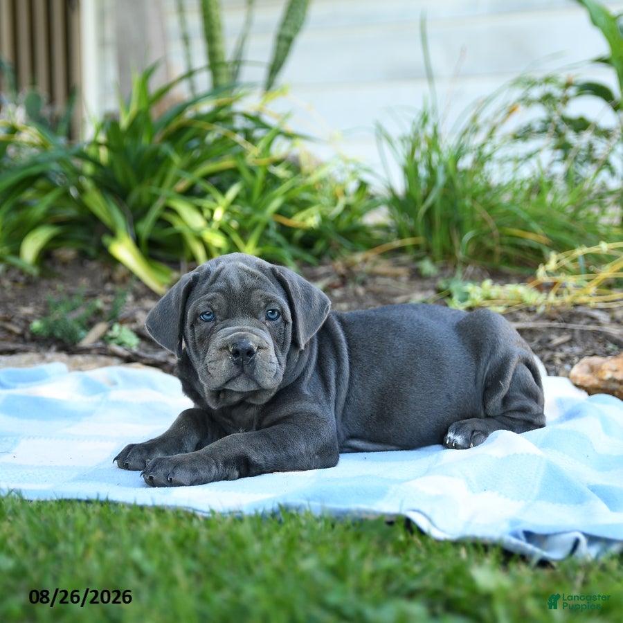 Cane Corso dogs Winnie - Ad 2