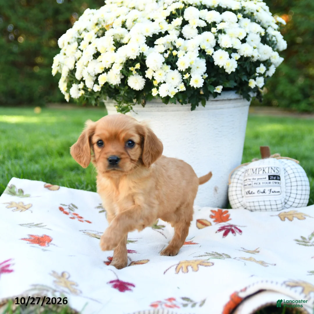 Golden Retriever dogs for sale: Layla - Ad 2