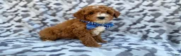 Cavapoo dogs for sale: Astor - Ad 3
