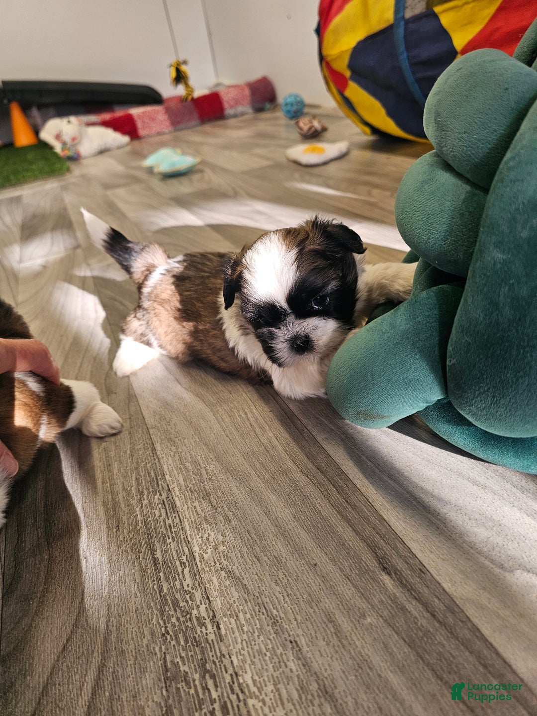 Shih Tzu dogs for sale: Gordon Ckc - Ad 11