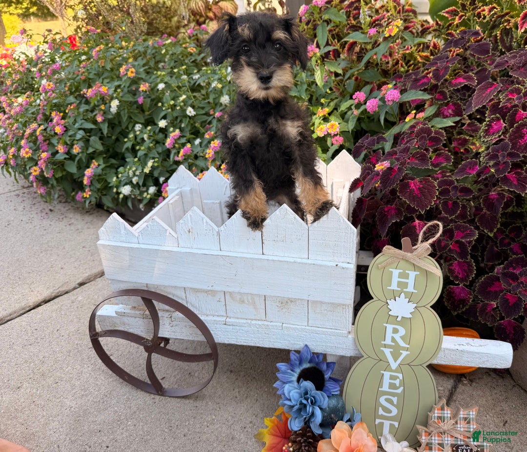 Standard Schnoodle Schnoodle Dogs For Sale Near Me Schnoodle