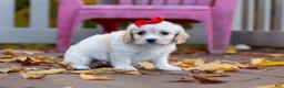 Cavachon dogs for sale: Sadie - Ad 7