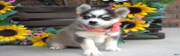 Pomsky dogs for sale: Paisley  - Ad 3
