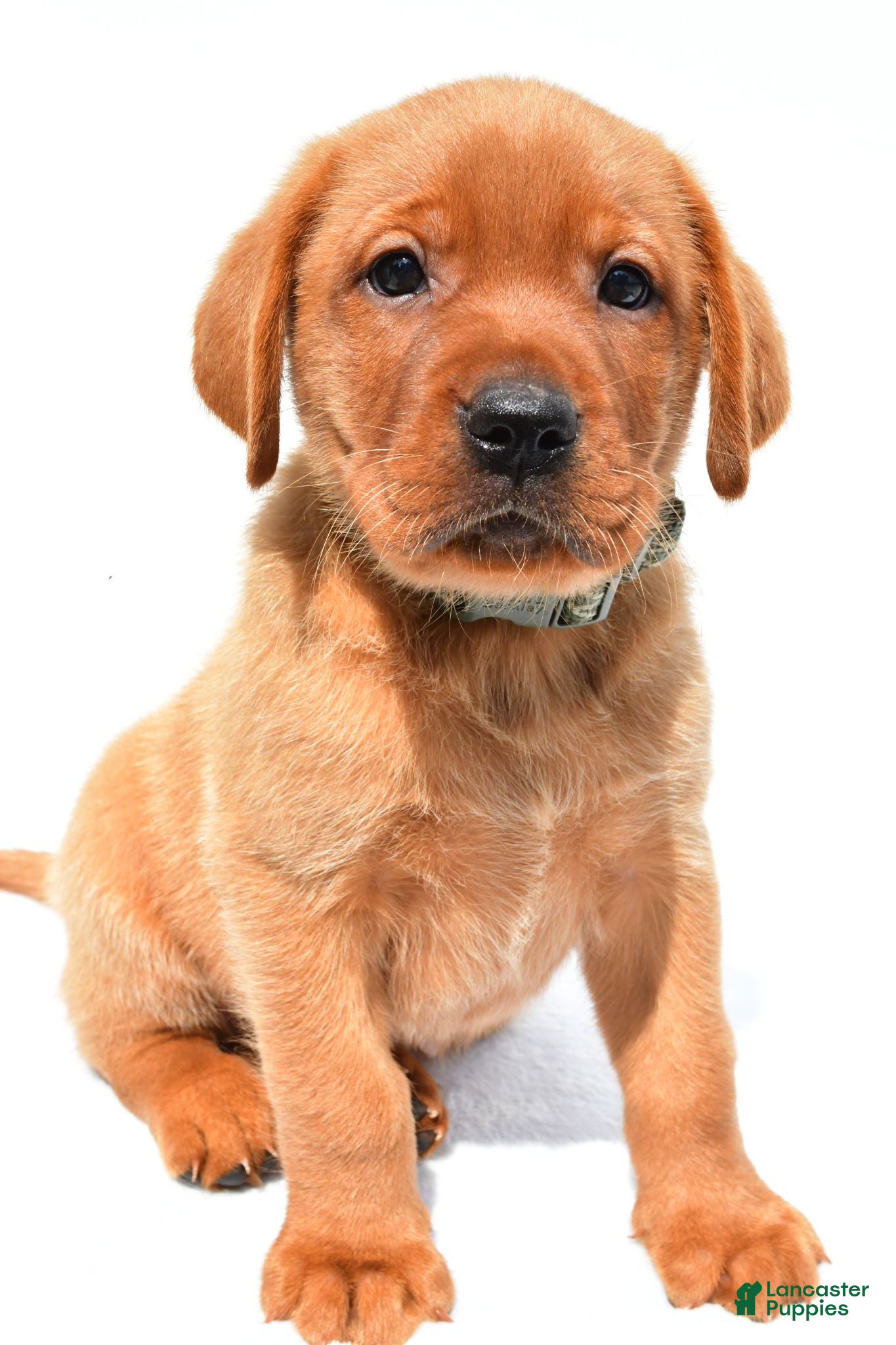 Labrador Retriever dogs Jack - Ad 2