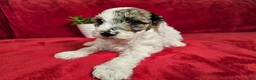 Mini Goldendoodle dogs for sale: Sage - Ad 16