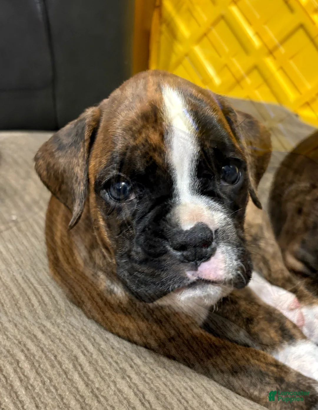 Boxer dogs for sale: Daisy - Ad 2