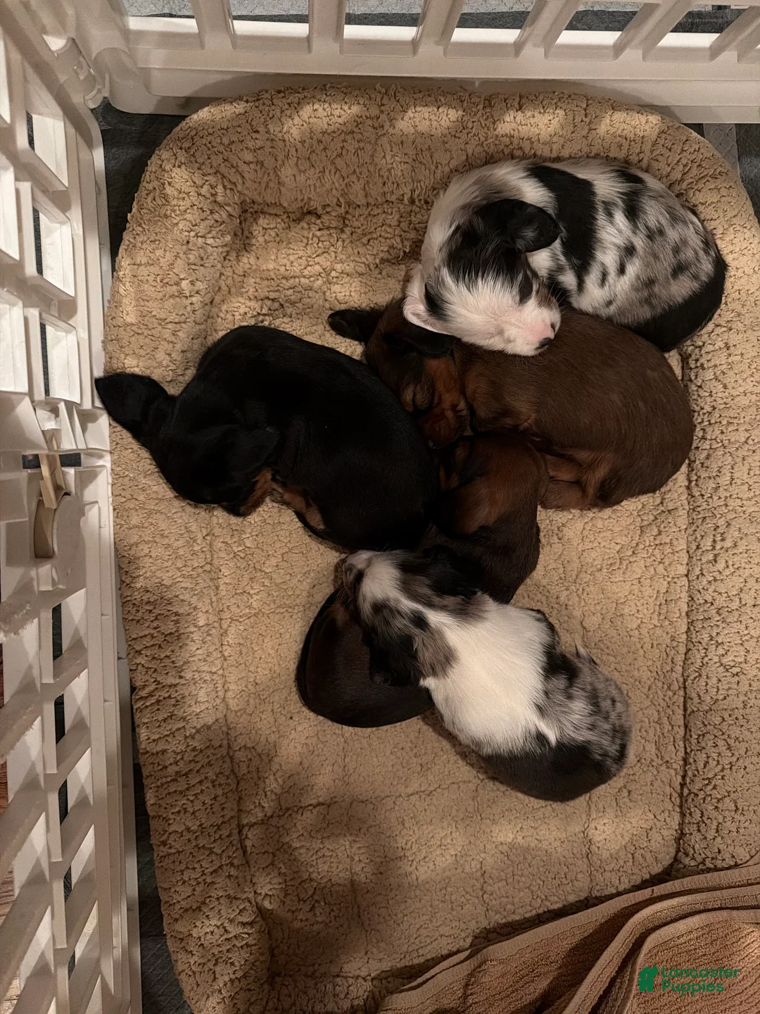 Miniature Dachshund dogs for sale: Nimbus - Ad 7
