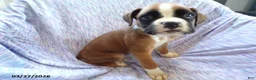 Boxer dogs for sale: Waylon - Ad 3