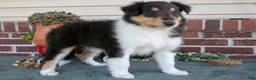 Collie dogs for sale: Sally - Ad 3