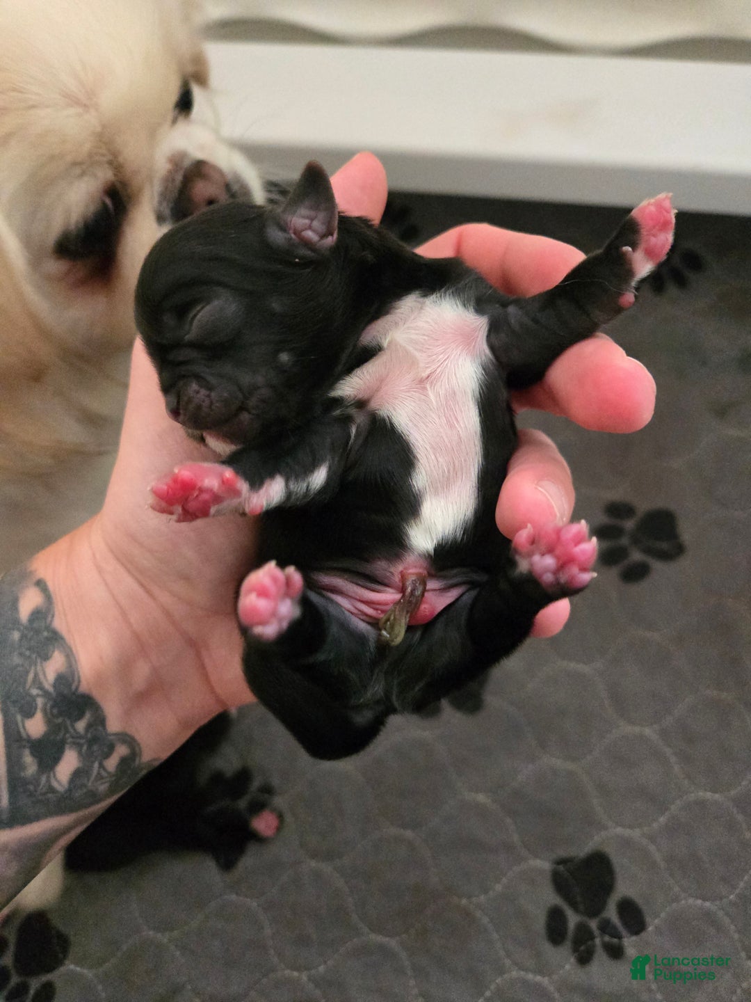 Pekingese dogs for sale: Morticia - Ad 22