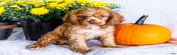 Cocker Spaniel dogs for sale: Lilly - Ad 1