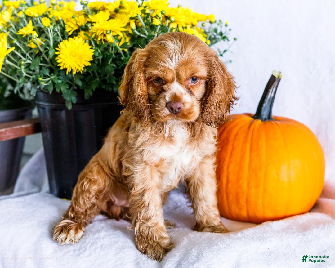 Cocker Spaniel dogs for sale: Lilly - Ad 1