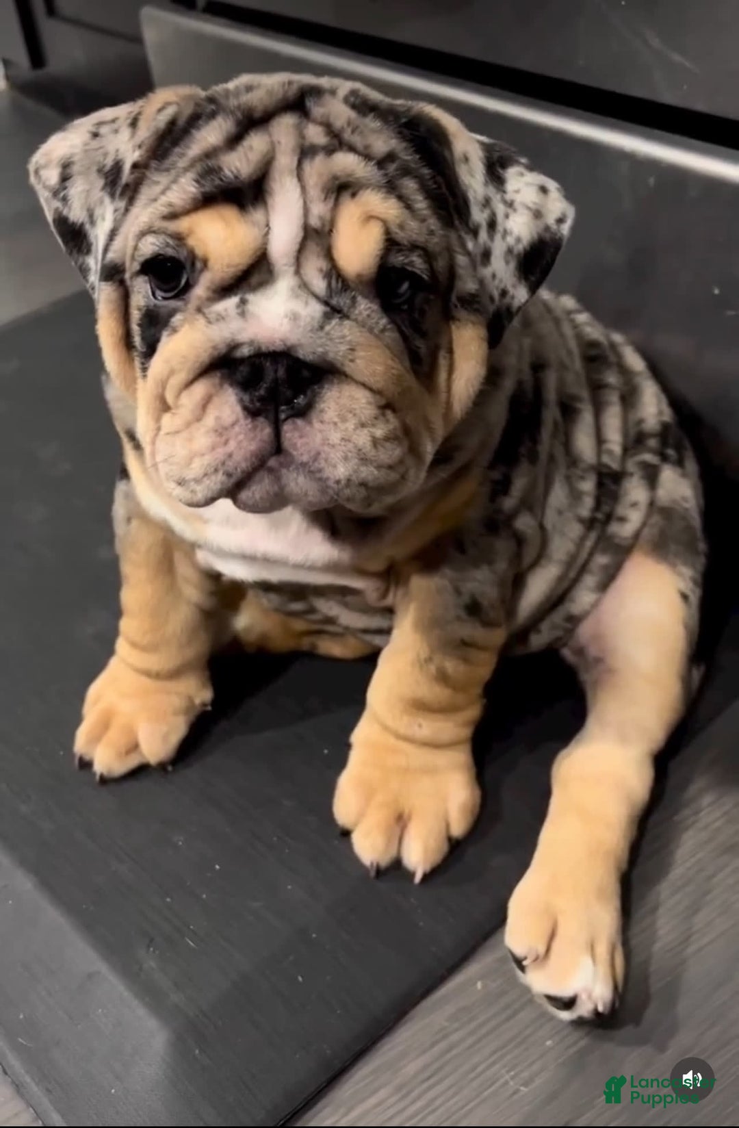 Gallery Image {{count}}