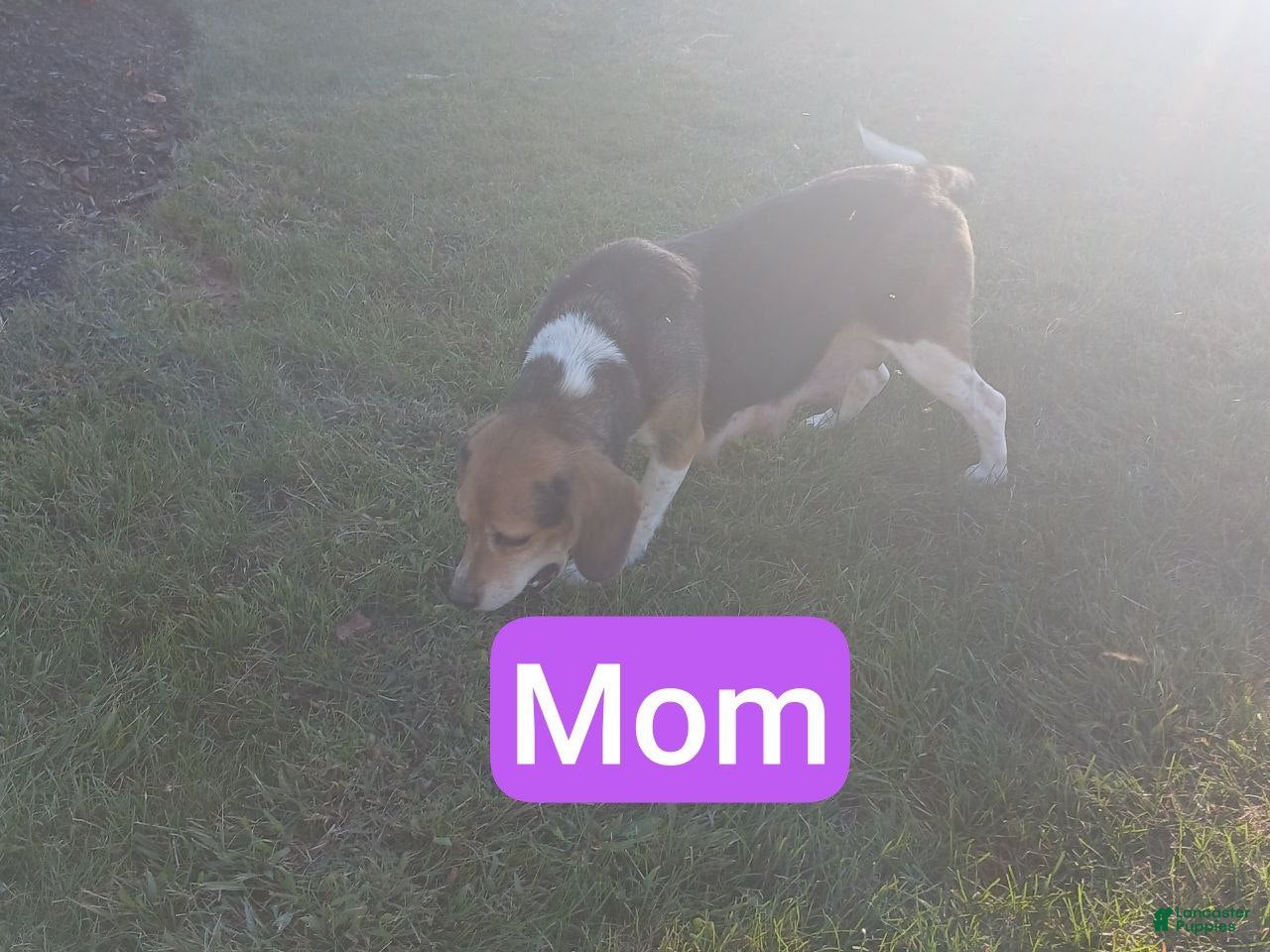 Puggle dogs lilac - Ad 2