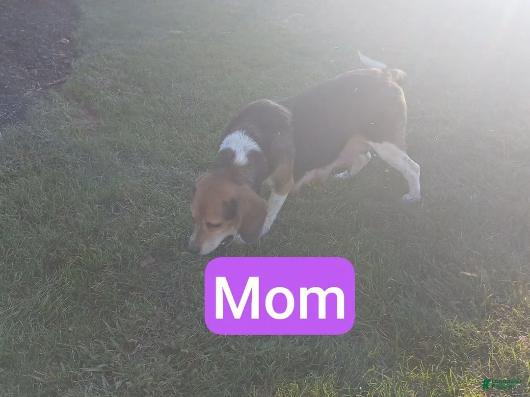 Puggle dogs for sale: lilac - Ad 2