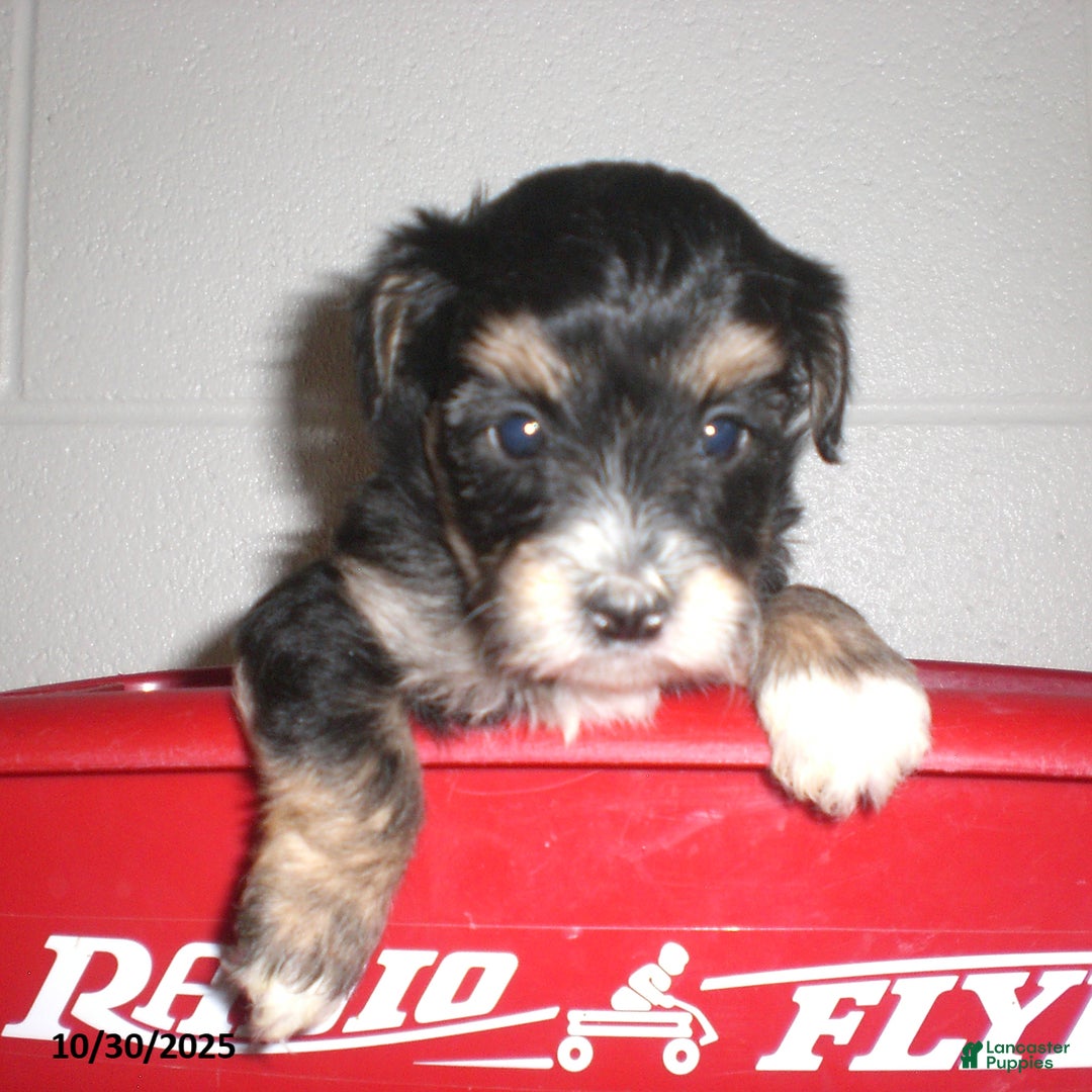 Yorkiepoo dogs for sale: Tina - Ad 16