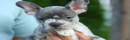 Frenchton dogs for sale: MINDY - Ad 19