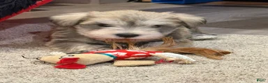 Miniature Schnauzer Puppy 1
