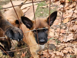 Belgian Malinois dogs Green Bean - Ad 29