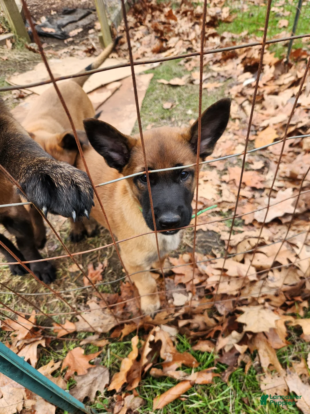Belgian Malinois dogs for sale: Green Bean - Ad 4