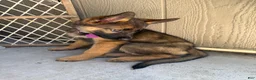 German Shepherd dogs for sale: German Shepherd 4 - Ad 7