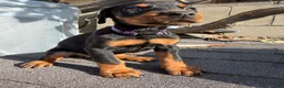 Doberman Pinscher dogs for sale: Doberman Pinscher Puppy 6 - Ad 2