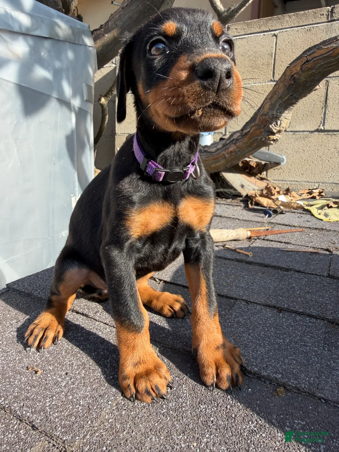 Doberman Pinscher dogs for sale: Doberman Pinscher Puppy 6 - Ad 2