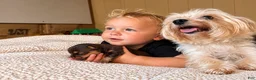 Yorkshire Terrier dogs for sale: Bruno - Ad 16