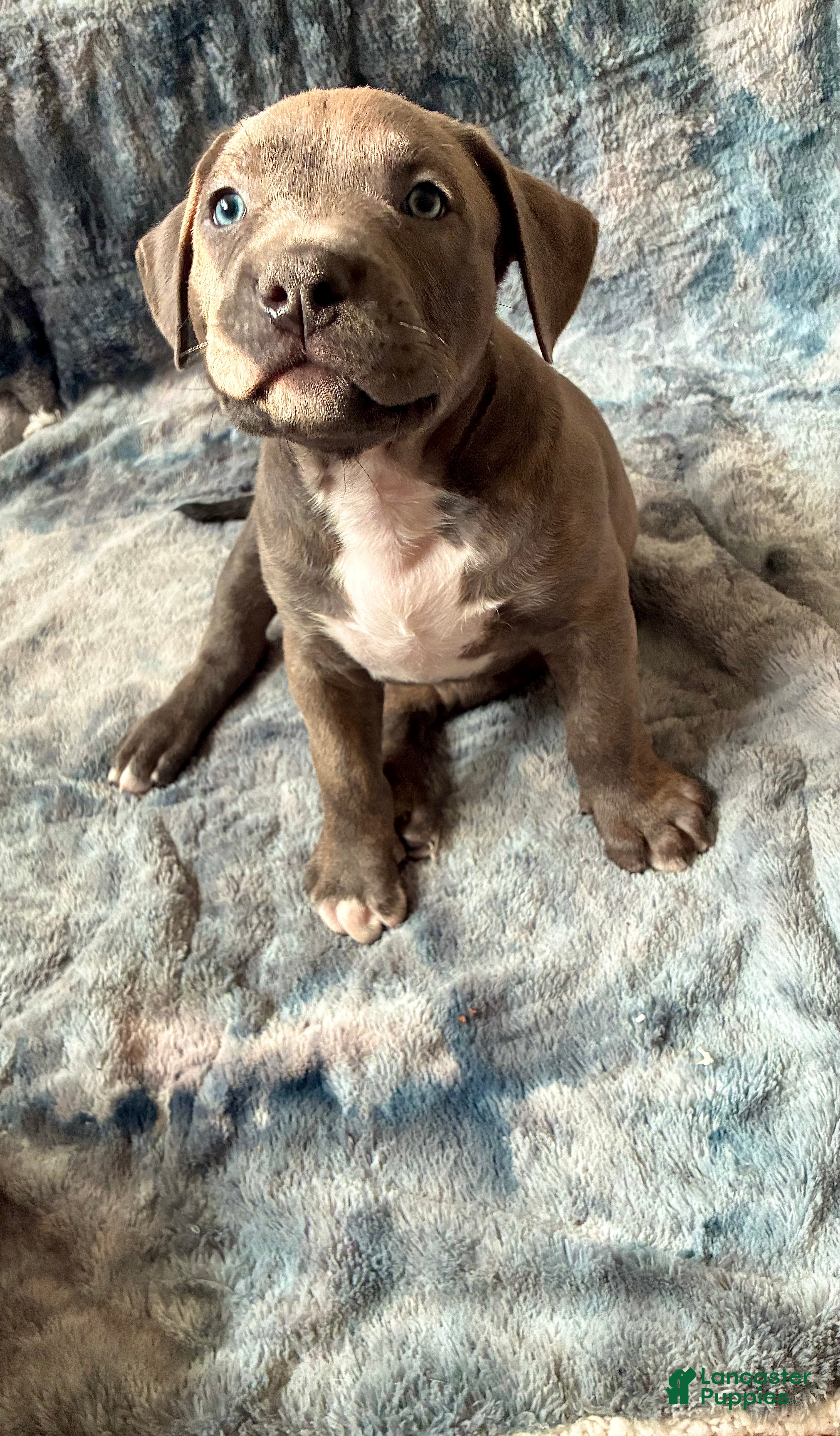 American Bully dogs American Bully (Male#1) - Ad 2