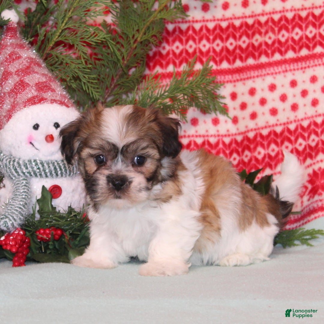 Teddy Bear dogs for sale: Xara - Ad 4