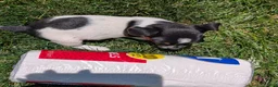 Jack Russell Terrier dogs for sale: Joker - Ad 9