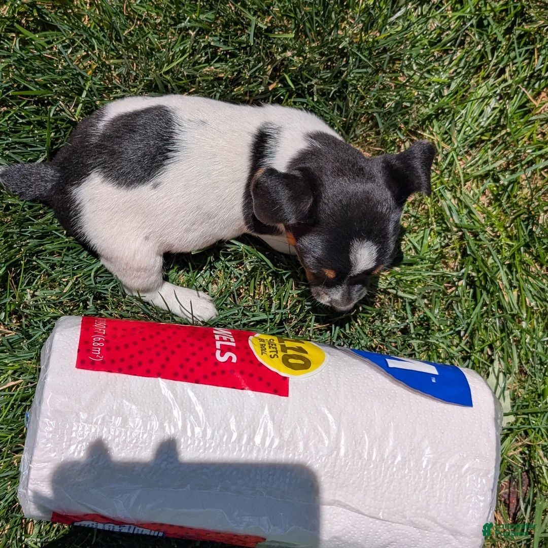 Jack Russell Terrier dogs for sale: Joker - Ad 9