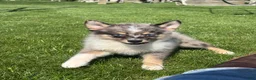 Pomsky dogs for sale: Danny - Ad 3
