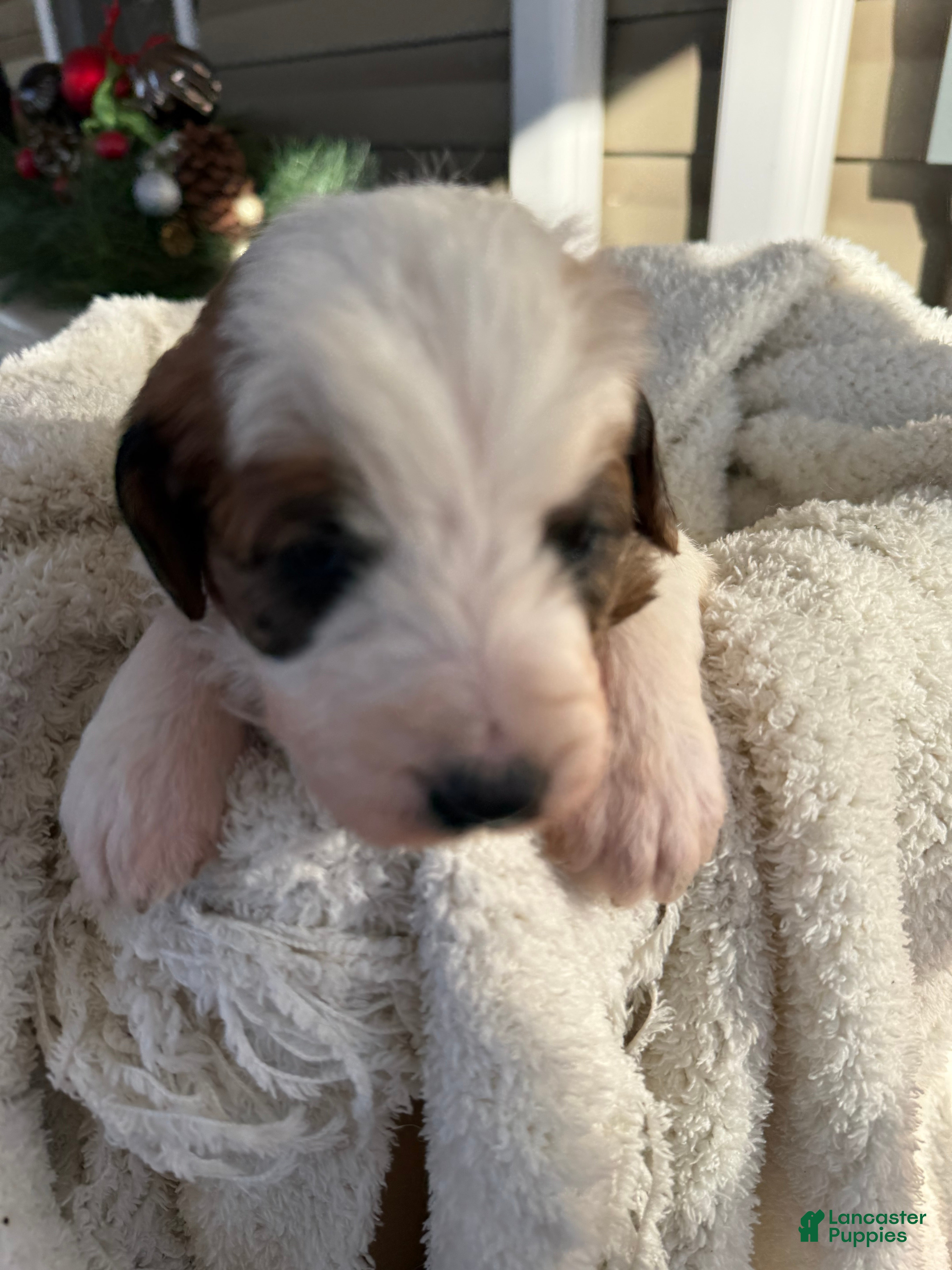 Mixed Breed dogs Andy - Ad 2