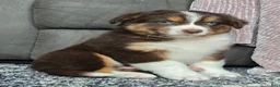 Australian Shepherd dogs for sale: Bobby - Ad 3