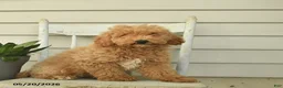 Mini Goldendoodle dogs for sale: Julius - Ad 4